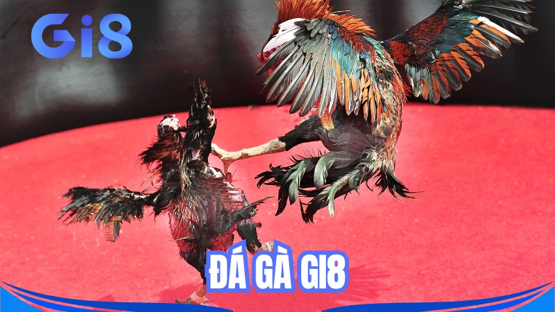 Cập nhật kinh nghiệm chơi đá gà GI8 từ các chuyên gia
